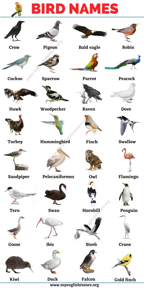 Bird List .